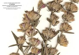 Image result for Hyssopus officinalis