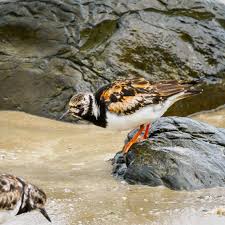 Attēlu rezultāti vaicājumam “Arenaria interpres adult”