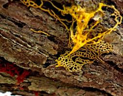 Attēlu rezultāti vaicājumam “Hemitrichia karstenii macro”