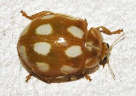 Attēlu rezultāti vaicājumam “Calvia decemguttata larva”