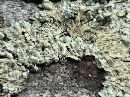 Attēlu rezultāti vaicājumam “Symphytocarpus flaccidus sessile”