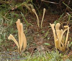 Attēlu rezultāti vaicājumam “Clavaria argillacea”