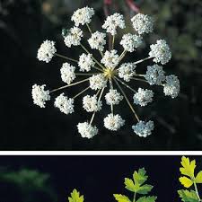 Attēlu rezultāti vaicājumam “Peucedanum oreoselinum flower”