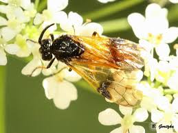 Attēlu rezultāti vaicājumam “Argidae”