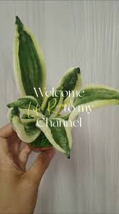 「扭蘭」的圖片搜尋結果