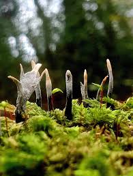 Attēlu rezultāti vaicājumam “Xylaria hypoxylon”