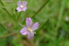 Attēlu rezultāti vaicājumam “Epilobium parviflorum”