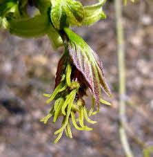 Attēlu rezultāti vaicājumam “Acer negundo female flower”