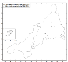Attēlu rezultāti vaicājumam “Calypogeia sphagnicola”