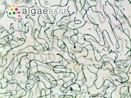 Attēlu rezultāti vaicājumam “Nostoc commune”