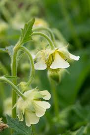 Attēlu rezultāti vaicājumam “Geum x intermedium”