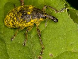 Attēlu rezultāti vaicājumam “Larinus sp.”