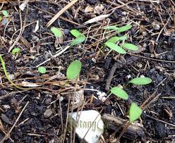 Attēlu rezultāti vaicājumam “Corydalis intermedia fruit”