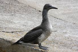 Image result for Morus bassanus