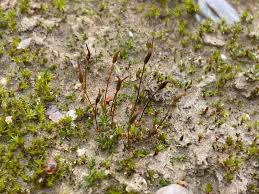 Attēlu rezultāti vaicājumam “Aloina rigida”