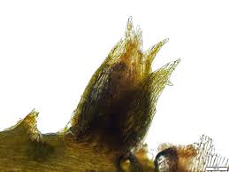 Attēlu rezultāti vaicājumam “Warnstorfia fluitans”