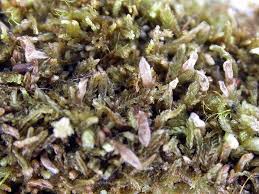 Attēlu rezultāti vaicājumam “Cephalozia catenulata”