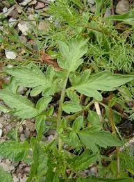 Attēlu rezultāti vaicājumam “Lycopersicon esculentum leaf”