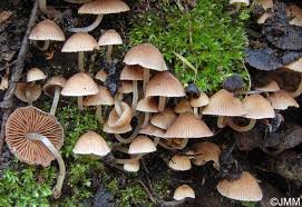 Attēlu rezultāti vaicājumam “Psathyrella pygmaea”