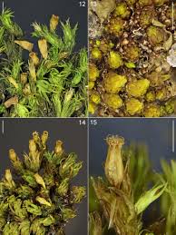 Attēlu rezultāti vaicājumam “Orthotrichum, Nyholmiella”
