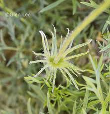 Attēlu rezultāti vaicājumam “Pulsatilla patens leaf”