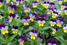 Image result for Viola wittrockiana