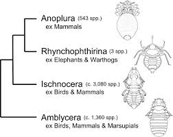 Attēlu rezultāti vaicājumam “Phthiraptera”