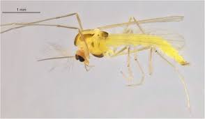 Attēlu rezultāti vaicājumam “Tanytarsus”