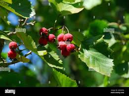 Attēlu rezultāti vaicājumam “Crataegus macracantha fruit”