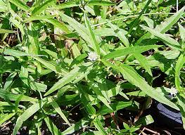 「タカスギ・サブロウタ」の画像検索結果