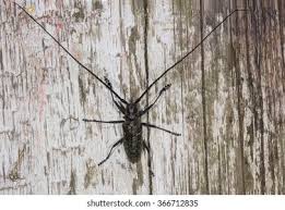 Attēlu rezultāti vaicājumam “Monochamus urussovi”