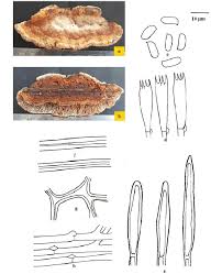 Attēlu rezultāti vaicājumam “Gloeophyllum sepiarium”