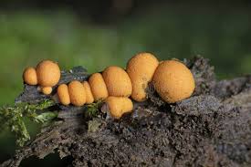 Attēlu rezultāti vaicājumam “Lycogala epidendrum aggr. macro”