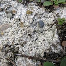 Attēlu rezultāti vaicājumam “Dibaeis baeomyces”