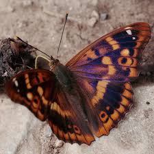 Attēlu rezultāti vaicājumam “Apatura ilia”