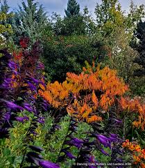 Attēlu rezultāti vaicājumam “Rhus typhina flower”