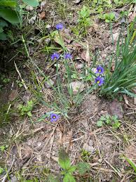 Attēlu rezultāti vaicājumam “Sisyrinchium montanum fruit”