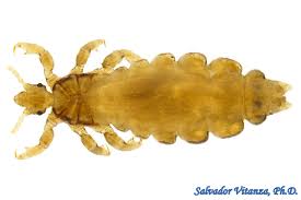 Attēlu rezultāti vaicājumam “Pediculus humanus capitis”