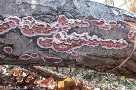 Attēlu rezultāti vaicājumam “Chondrostereum purpureum”