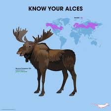 Attēlu rezultāti vaicājumam “Alces alces”
