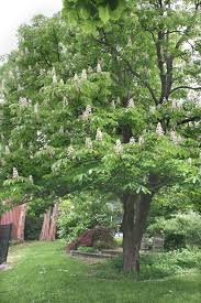 Attēlu rezultāti vaicājumam “Aesculus hippocastanum”