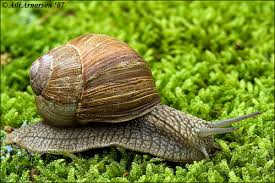 Attēlu rezultāti vaicājumam “Helix pomatia”