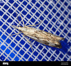 Attēlu rezultāti vaicājumam “Catoptria falsella”