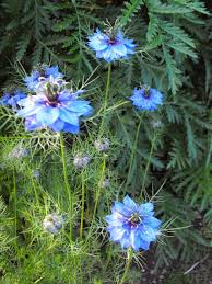 Image result for Nigella damascena