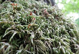 Attēlu rezultāti vaicājumam “Isothecium alopecuroides sporophyte”