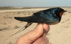 Attēlu rezultāti vaicājumam “Delichon urbicum adult”