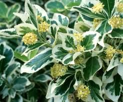 Attēlu rezultāti vaicājumam “Euonymus flower”