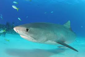 Image result for Galeocerdo cuvier