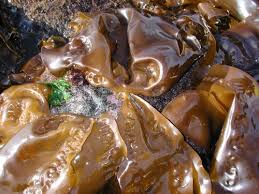 Attēlu rezultāti vaicājumam “Trichia alpina sessile”