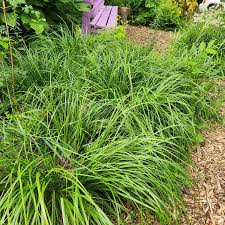 Attēlu rezultāti vaicājumam “Carex caryophyllea fruit”